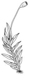 Fissidens  leptocladus, habit with capsule. Drawn from J.E. Beever 70-16, AK 284382.
 Image: R.C. Wagstaff © Landcare Research 2014 